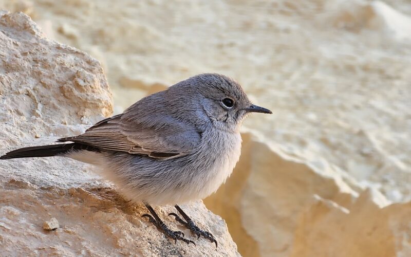 צילום מאת דבורה אבידור. המחשה ללקט שירה על ציפורים לסדנאות מ.ג.ן