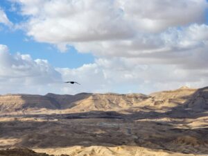 ואולינישא עוד עיניים ואולי נישא עוד כנף בהירה שלאט, שלעד נקשרה